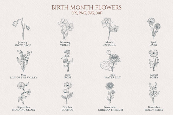 Hand Drawn Birth Month Flower Collection: Graphics and Illustrations Review