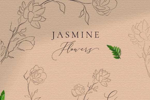 Jasmine Flowers Line Art Elements. Bloom