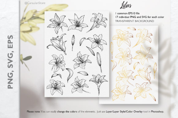 Lily Line Art SVG, Lilies SVG, Outline Graphics and Illustrations